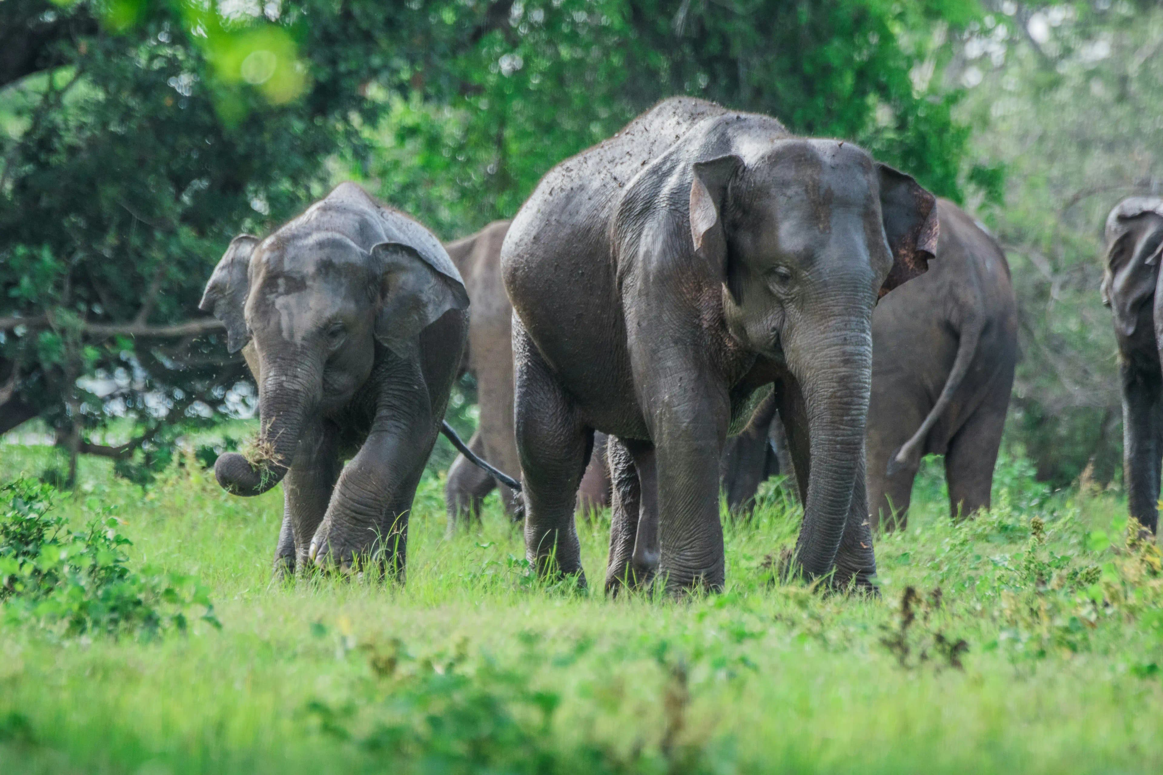 Safari en chauffeur privé au Parc National de Minneriya au Sri Lanka