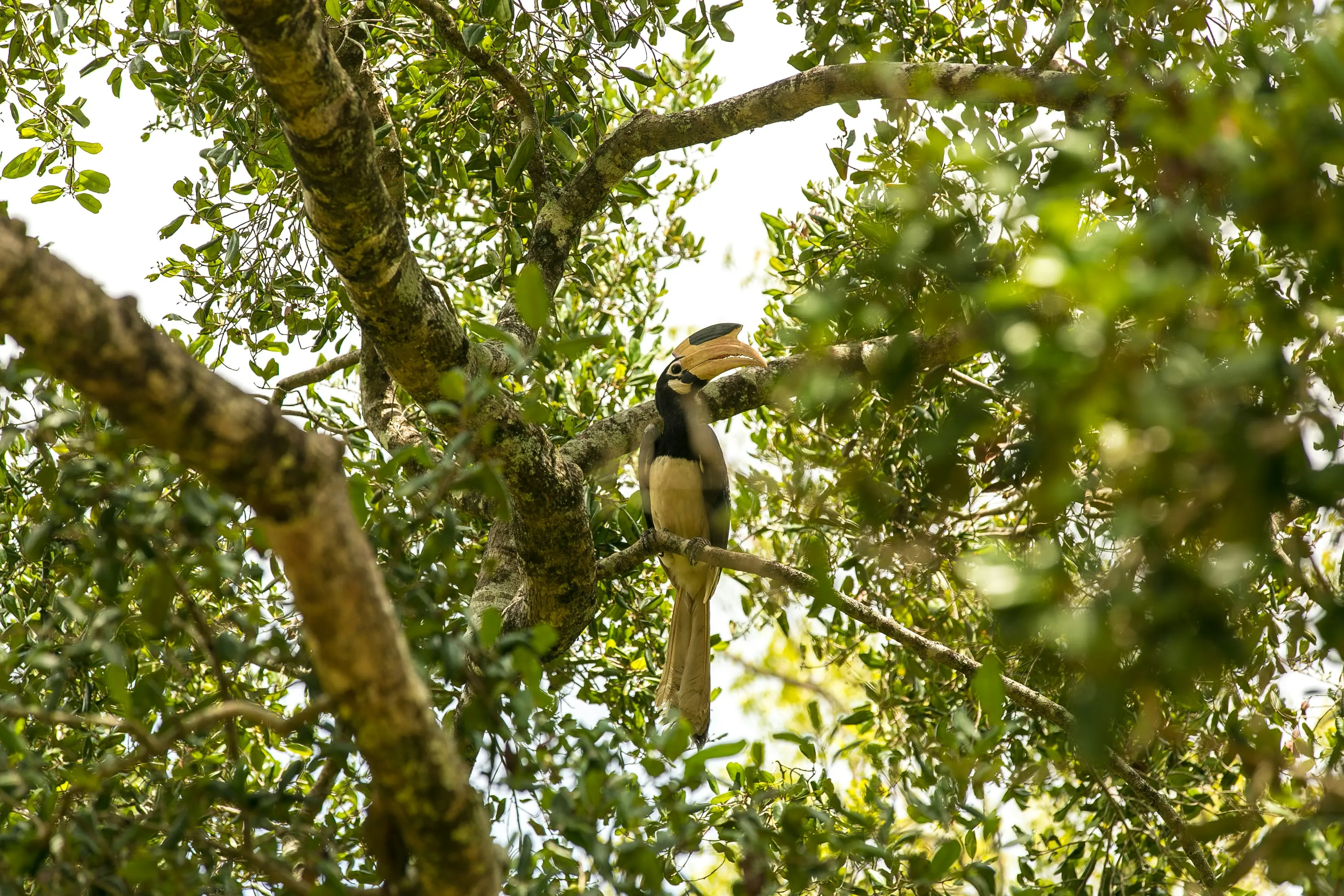 Safari en chauffeur privé au Parc National d'Udawalawe au Sri Lanka