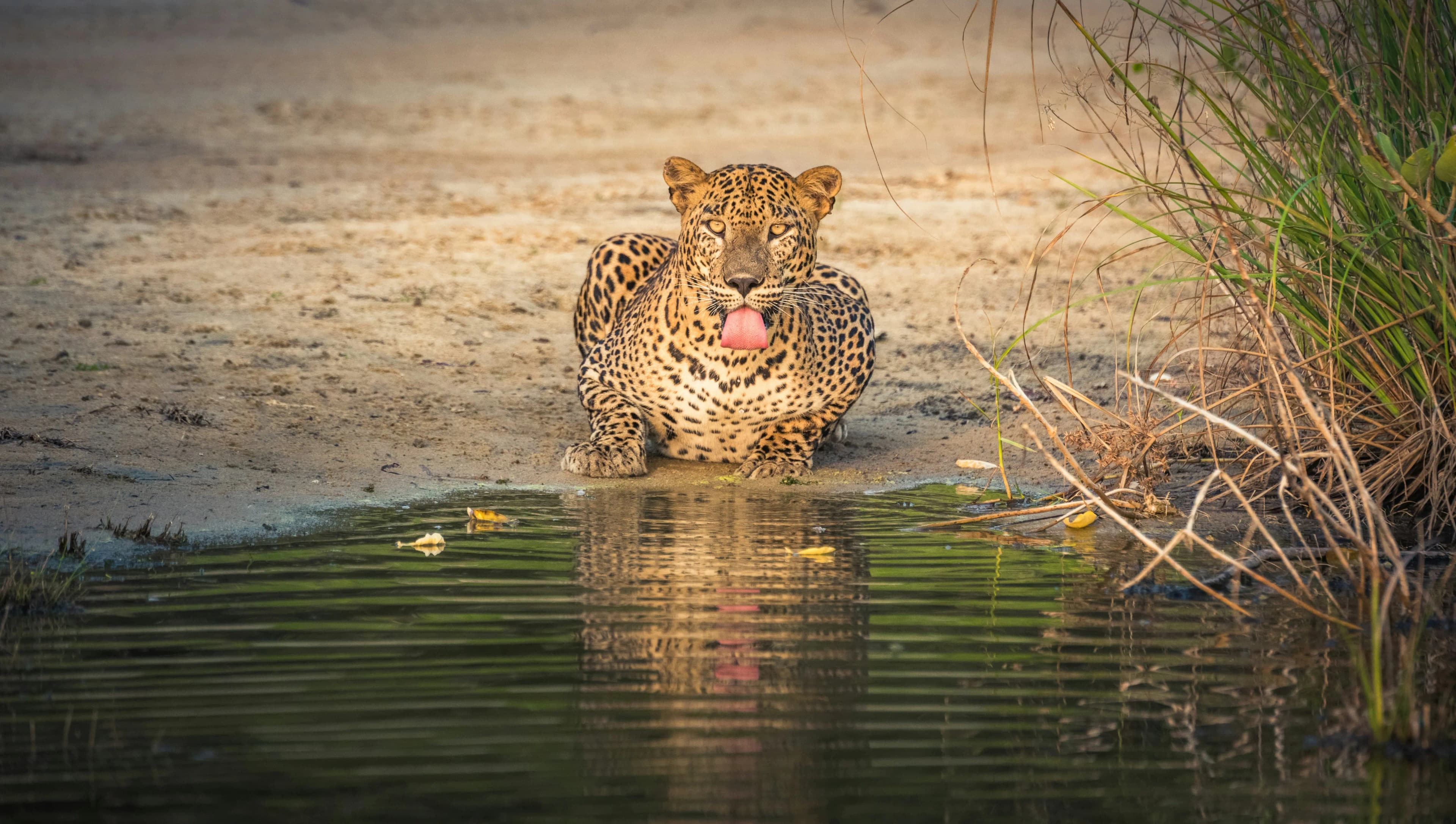 Safari en chauffeur privé au Parc National de Wilpattu au Sri Lanka