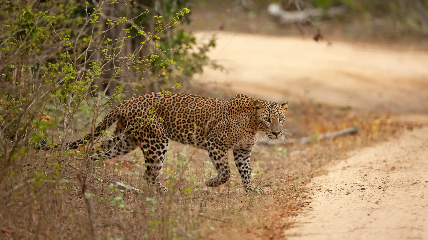 Private driver safari tour in Yala National Park, Sri Lanka